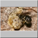 Heriades truncorum - Loecherbiene m03 6mm.jpg